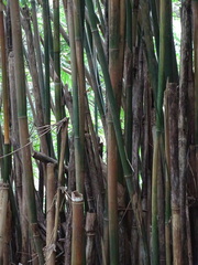 Bambusa pachinensis