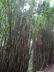 Bambusa pachinensis