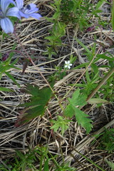 Geranium krylovii