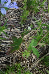 Geranium krylovii