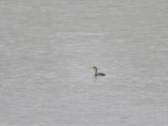Phalacrocorax punctatus oliveri