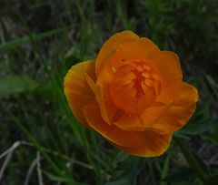 Trollius asiaticus