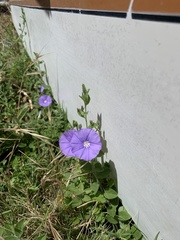 Convolvulus sabatius