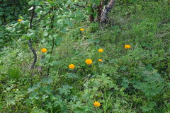 Trollius asiaticus