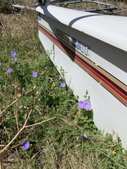 Convolvulus sabatius