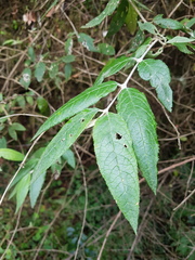 Buddleja auriculata