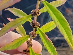 Lycopus angustifolius