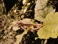 Takydromus sexlineatus