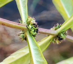 Lycopus angustifolius