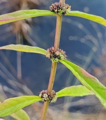 Lycopus angustifolius