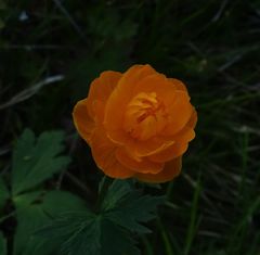Trollius asiaticus