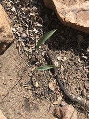 Ledebouria glauca