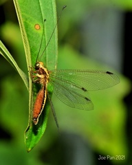 Ascalohybris borneensis