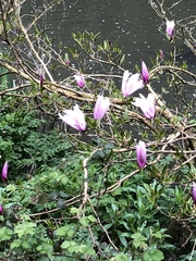 Magnoliaceae