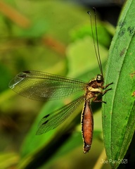 Ascalohybris borneensis