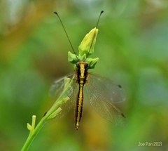 Ascalohybris borneensis