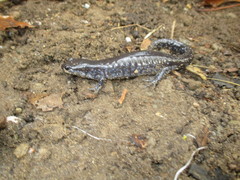 Ambystoma 'unisexual complex'