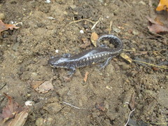 Ambystoma 'unisexual complex'