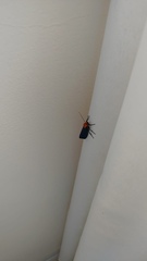 Apistosia judas