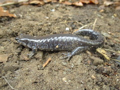 Ambystoma 'unisexual complex'