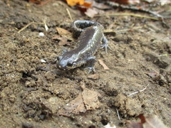 Ambystoma 'unisexual complex'