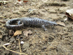 Ambystoma 'unisexual complex'