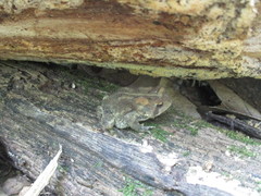 Anaxyrus americanus