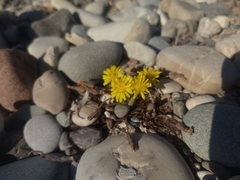 Taraxacum aphrogenes