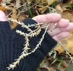 Corispermum hyssopifolium