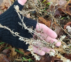 Corispermum hyssopifolium