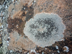 Lecanora campestris