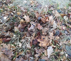 Corispermum hyssopifolium