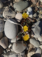 Taraxacum aphrogenes