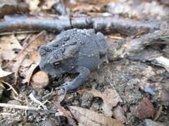 Anaxyrus americanus