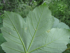 Aceria pseudoplatani