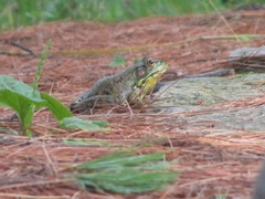 Lithobates clamitans