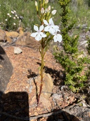 Isotoma hypocrateriformis