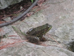 Lithobates clamitans