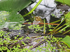 Lithobates clamitans