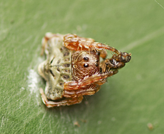 Arkys speechleyi