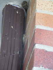 Hyla versicolor