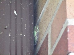 Hyla versicolor