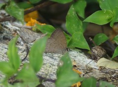 Cissia phronius