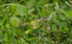 Eurema elathea flavescens