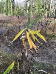 Achillea salicifolia