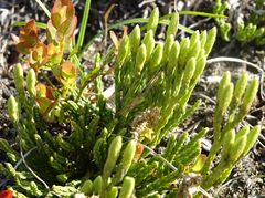 Diphasiastrum alpinum