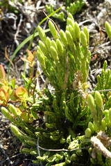 Diphasiastrum alpinum