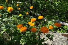 Trollius asiaticus