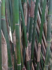 Bambusa pachinensis