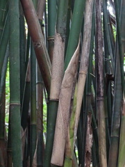 Bambusa pachinensis